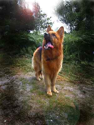 Murphy the dog