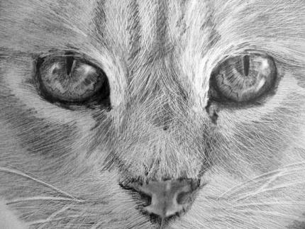 CAT'S EYES 