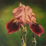 Pink Iris