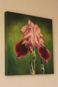Pink Iris