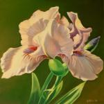 White Iris