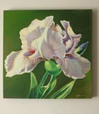 White Iris
