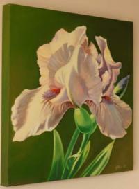 White Iris