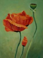 Red Poppy