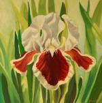 Whie and Red Iris