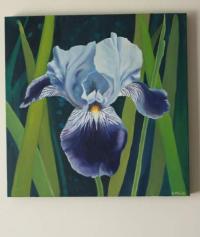 Blue Iris