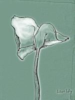 Arum Lily1