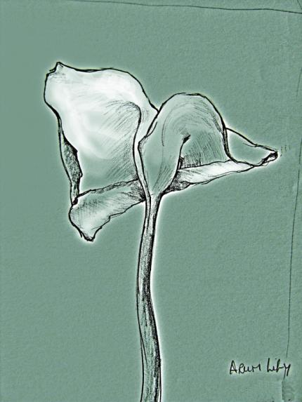 Arum Lily1
