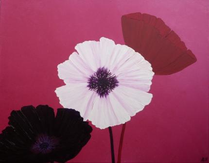 Ornamental Poppies in Pink