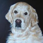 Retriever portrait