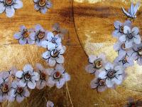blossom