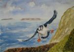 Puffins by Jim Colquhoun