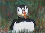 Puffins by Jim Colquhoun