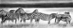 Zebra Panorama