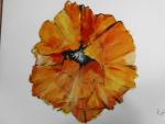 Orange Poppy