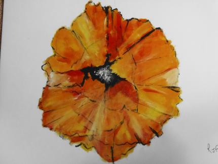 Orange Poppy