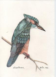 kingfisher