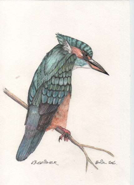 kingfisher