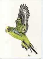 yellow budgerigar in flight