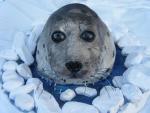 Samuel (Harp Seal)