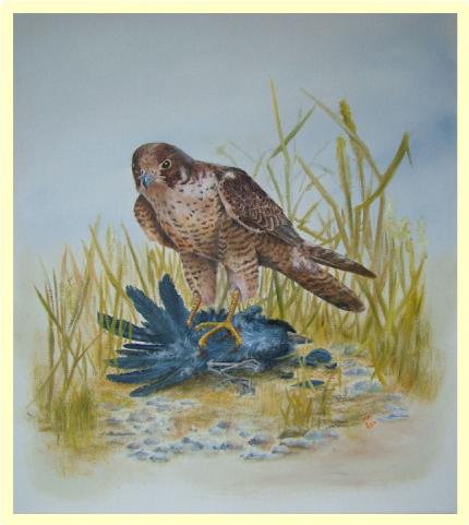 PEREGRINE FALCON WITH PREY