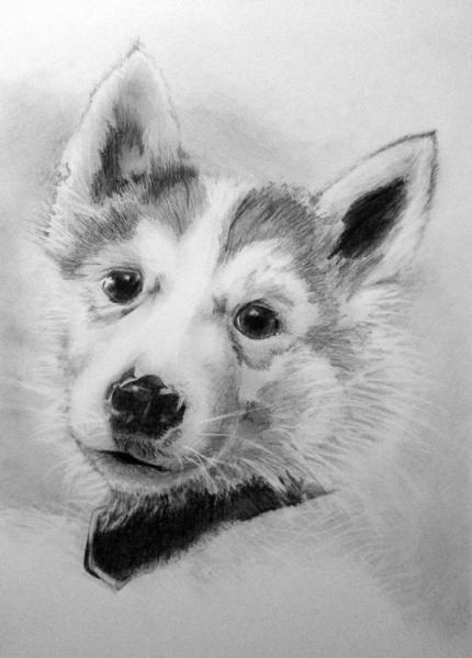 Ni'Ko - Husky x Malamute puppy