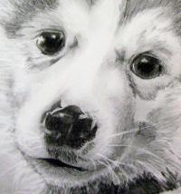 Ni'Ko - Husky x Malamute puppy