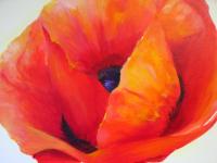 Proud Poppy