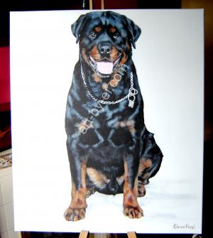 Rottweiler