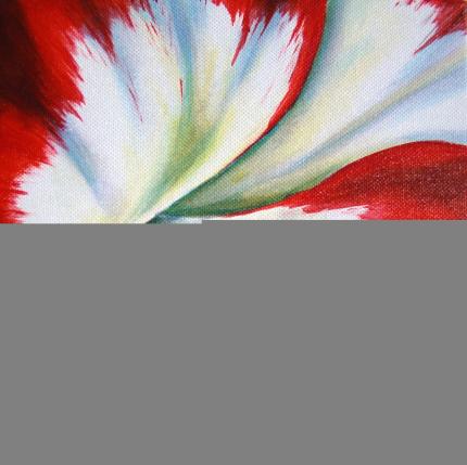 Amaryllis Study