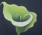 Green Calla 