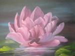 Water Lily 