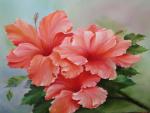 Hibiscus