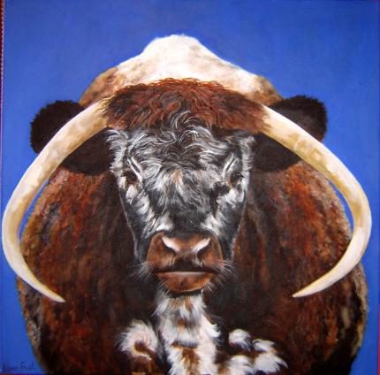 English Longhorn Cow