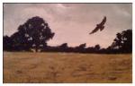 Buzzard by the Stour
