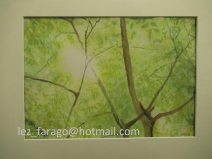 Sunlight in the canopy