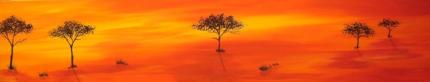 Acacia Sunset
