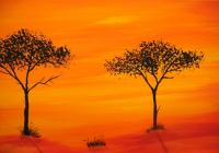 Acacia Sunset