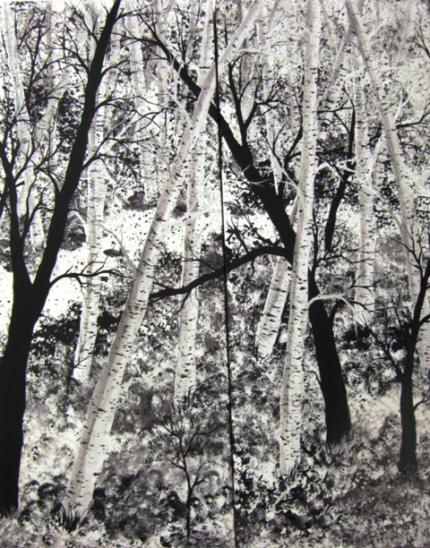 Birch Tree Path