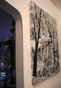 Birch Tree Path