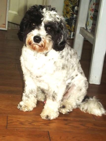 CHARLIE  MY DOG